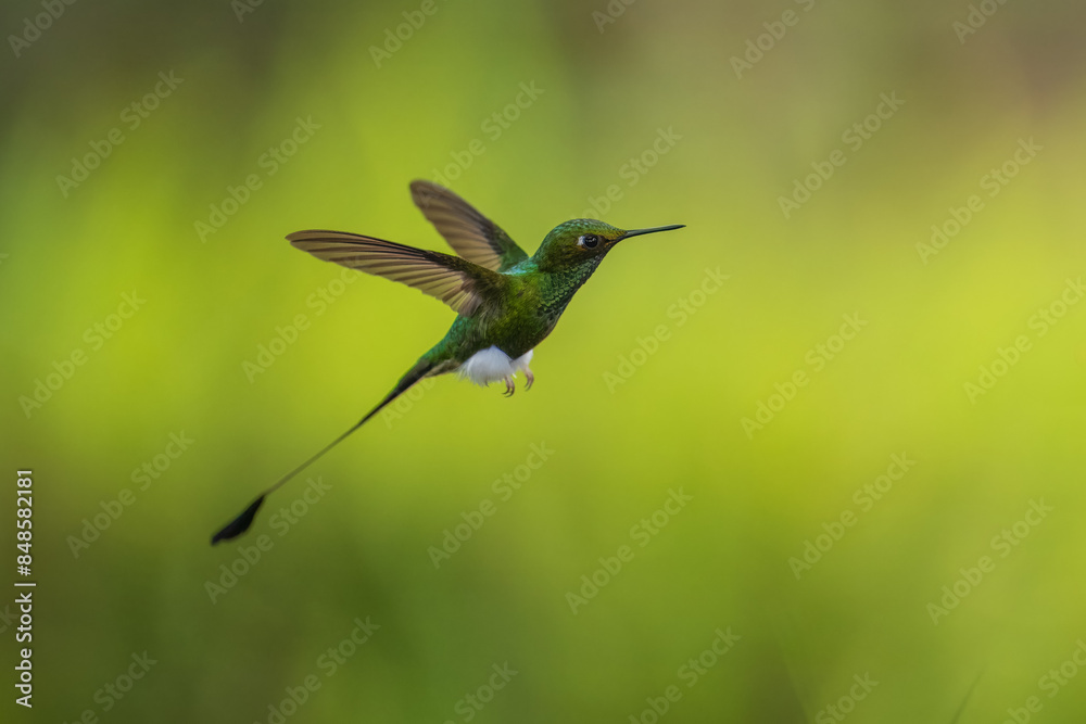 Obraz premium White-booted Racket-tail - Ocreatus underwoodii, green bird of hummingbird in the brilliants, long tail with two flags. 4K resolution, best of Ecuador
