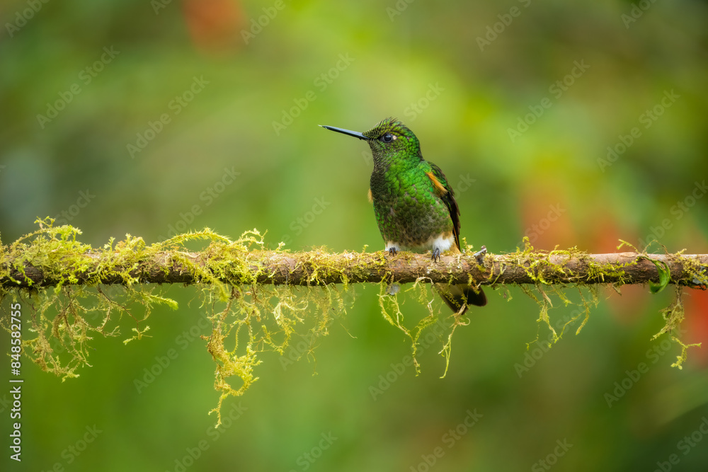 Fototapeta premium Buff-tailed coronet (Boissonneaua flavescens), in flight, 4K resolution, best Ecuador humminbirds 