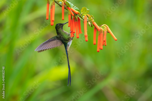 Photos Violet-tailed Sylph - Aglaiocercus coelestis, beautiful long tailed hummingbird