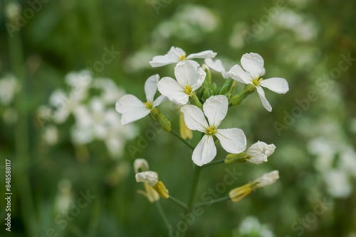 Thale cress or arabidopsis thaliana flowers 