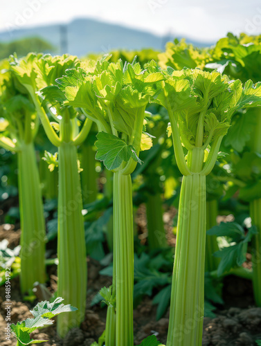 Lush Green Celery Stalks in a Sunlit Garden, Perfect Fresh Produce for Cooking and Juicing, Vibrant and Nutritious Vegetables Planted in Rows Outdoors photo