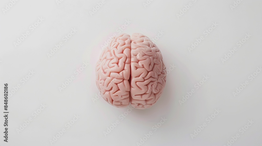 Brain minimal on white background UHD wallpaper Brain minimal on white background UHD wallpaper
