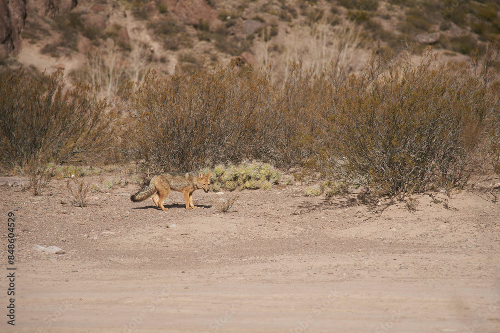 Culpeo, Lycalopex culpaeus, also known as red fox, Andean fox or Paramo wolf, a species of South American fox, prowling in the Potrerillos area of Mendoza, Argentina. Culpeo, Lycalopex culpaeus, also known as red fox, Andean fox or Paramo wolf, a species of South American fox, prowling in the Potrerillos area of Mendoza, Argentina.