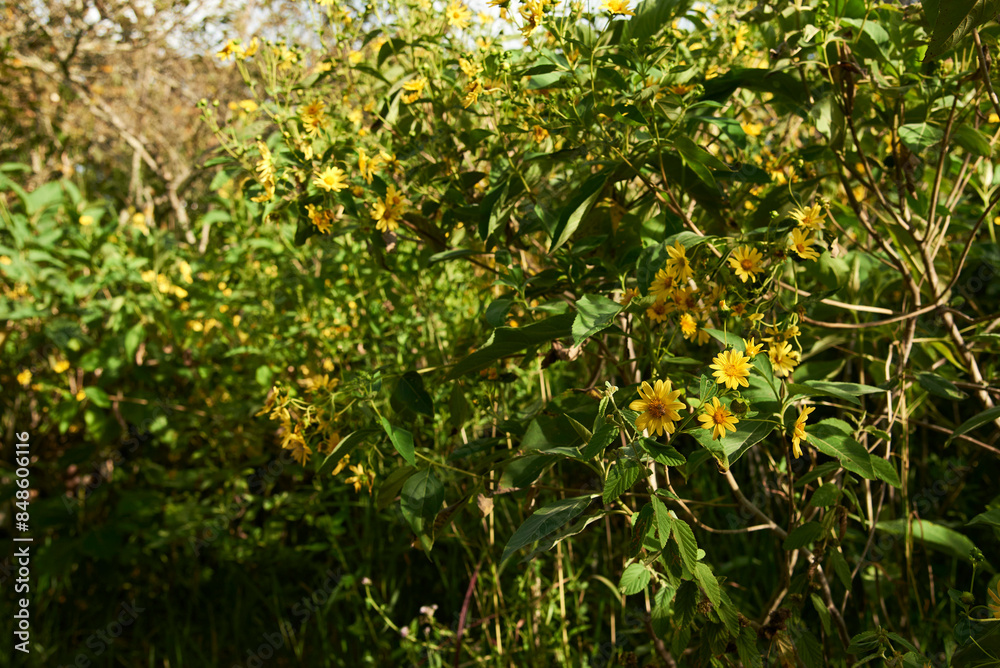 Wild sunflower, Steiractinia aspera, shrub plant native to Colombia, full of yellow flowers. Wild sunflower, Steiractinia aspera, shrub plant native to Colombia, full of yellow flowers.