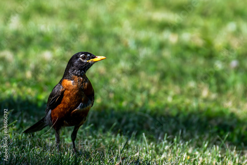 robin on grass