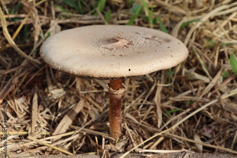 Gigantic mushroom in the grass on the side of the road. Natural illustration that impresses due to its unique, different and curious appearance. Gigantic mushroom in the grass on the side of the road. Natural illustration that impresses due to its unique, different and curious appearance.