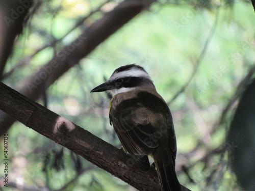 Baby ben-te-ví sitting on a branch.