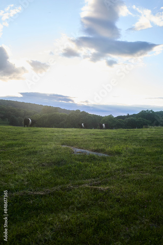 Bucolic landscape with rolling hills and clouds. Belted Galloway cows standing in a bright green field. 