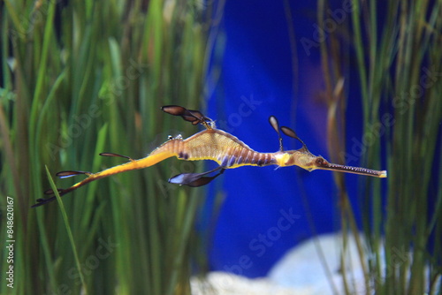 Weedy sea dragon in aquarium