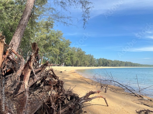 tree on the beach