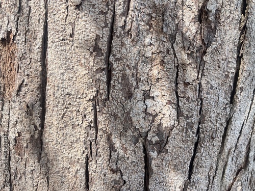 texture of sea pine's back