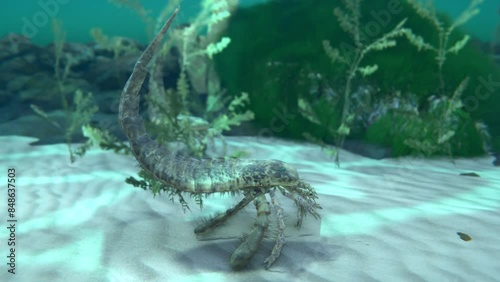 An animation of extinct sea scorpions Eurypterus remipes on a Silurian seafloor 420 million years ago.