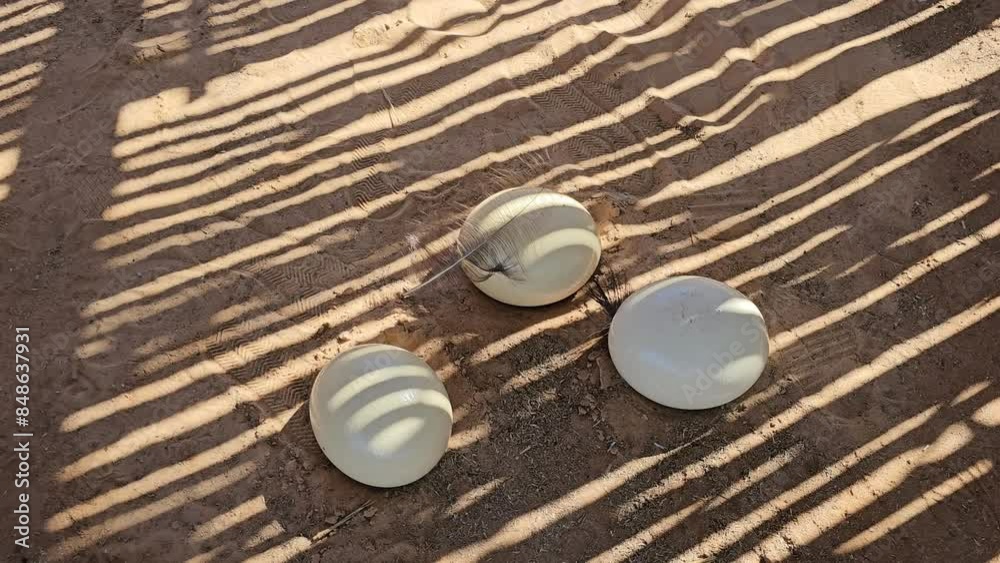 Ostrich Eggs Nestled In The Sand Of Namibia Ostrich Eggs Nestled In The Sand Of Namibia