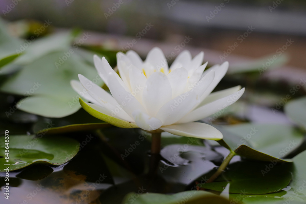 Beautiful water lily. Lotus flower with green leaves Beautiful water lily. Lotus flower with green leaves