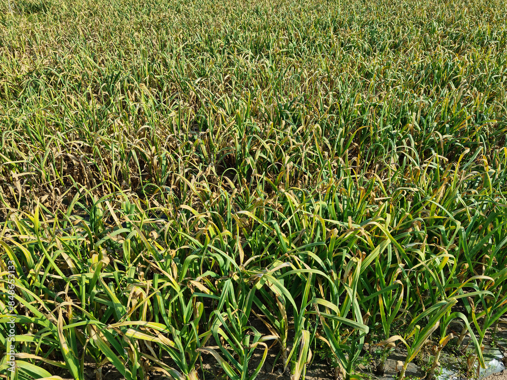 Obraz premium This is a large garlic field.