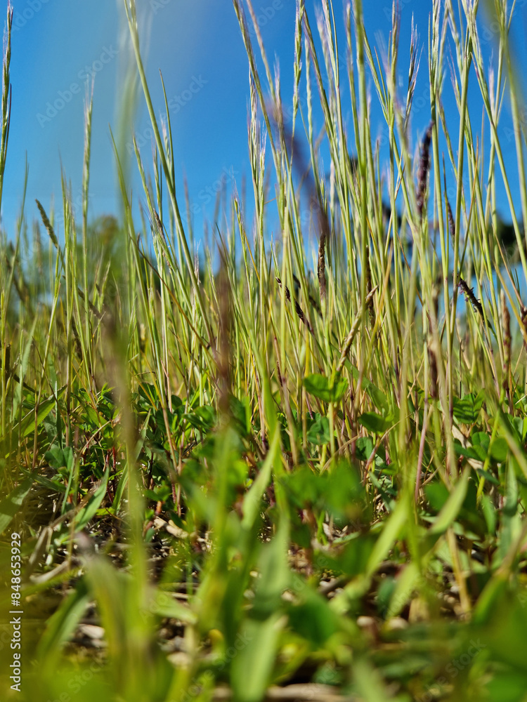 This is a low view of Indica grass. This is a low view of Indica grass.