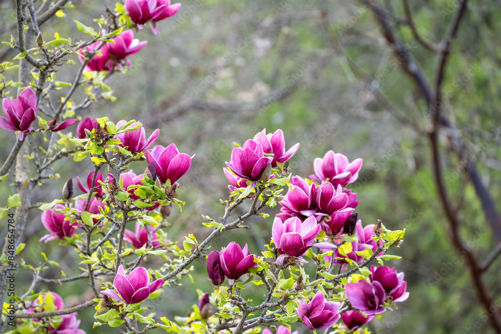 Deep pink, almost purple, magnolia flowers blooming on a tree with the beginnings of spring leaf growth, as a nature background
Deep pink, almost purple, magnolia flowers blooming on a tree with the beginnings of spring leaf growth, as a nature background