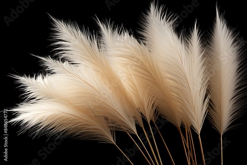 A large bunch of fluffy beige pampas grass photo