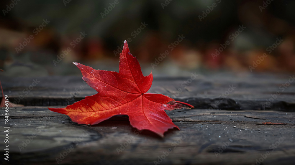 Single red maple leaf on a wooden surface with copy space text. Perfect for fall-themed projects, or to represent nature and change. Single red maple leaf on a wooden surface with copy space text. Perfect for fall-themed projects, or to represent nature and change.
