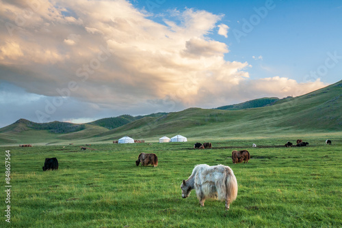 Mongolian steppe with yurts and yaks, Arkhangai Province, Mongolia