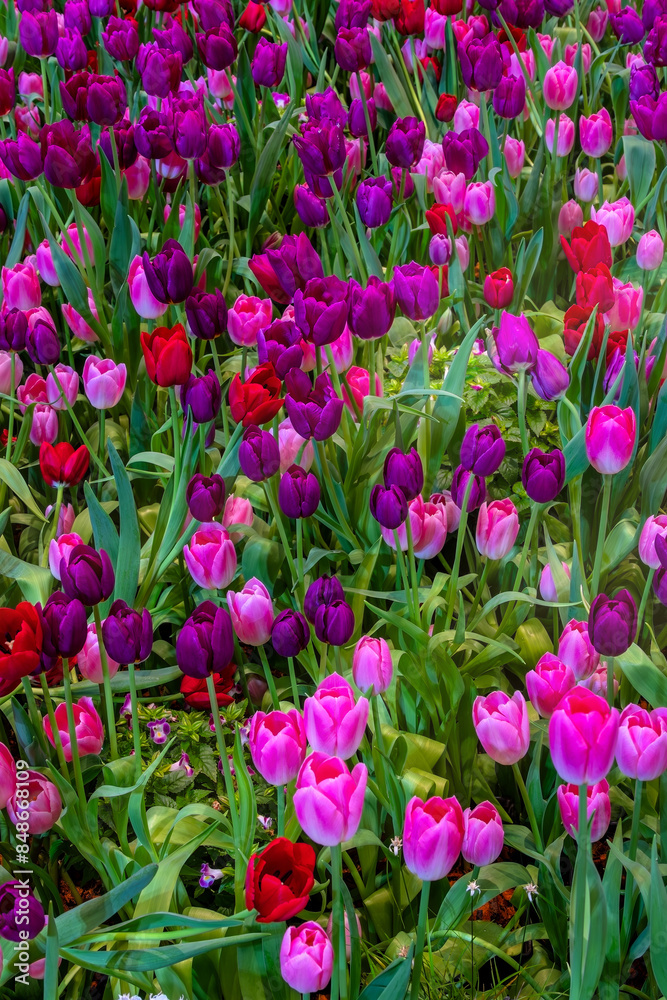 A field of colorful fresh full bloom tulip flower A field of colorful fresh full bloom tulip flower