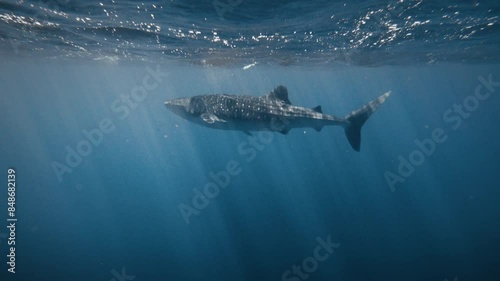 Whale shark full body underwater swimming as light rays shine across water in slow motion photo