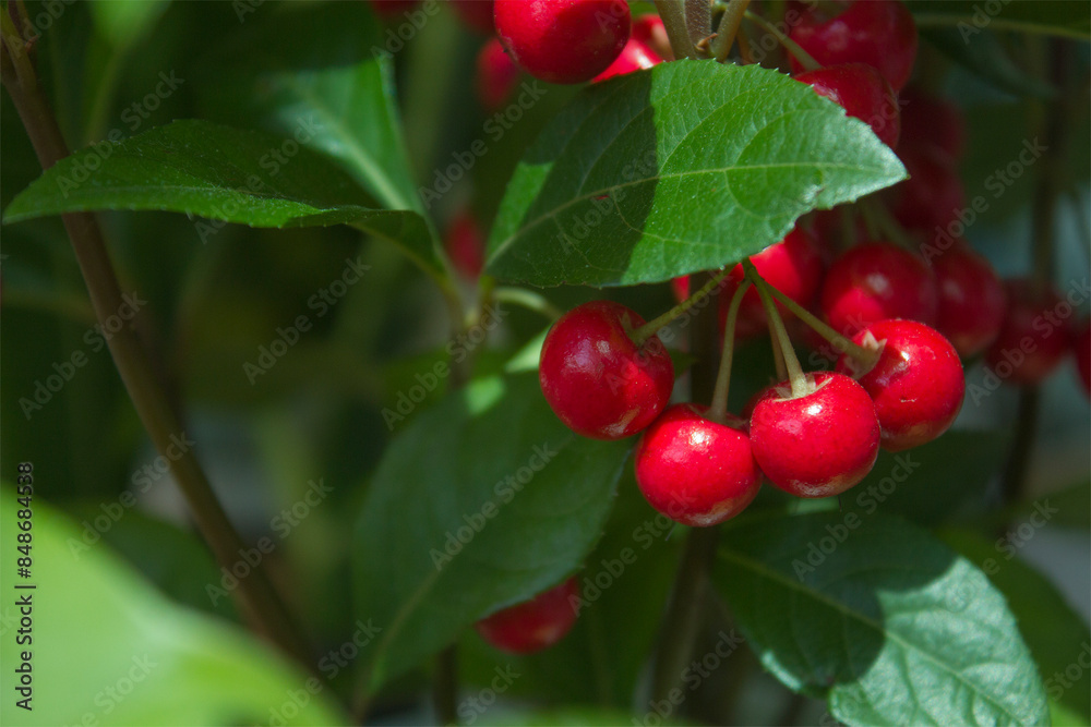 This is a close-up of Japanese Ardisia with red berries.
This is a close-up of Japanese Ardisia with red berries.