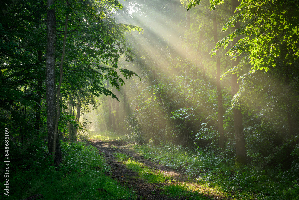 Obraz premium Sunny morning in the forest