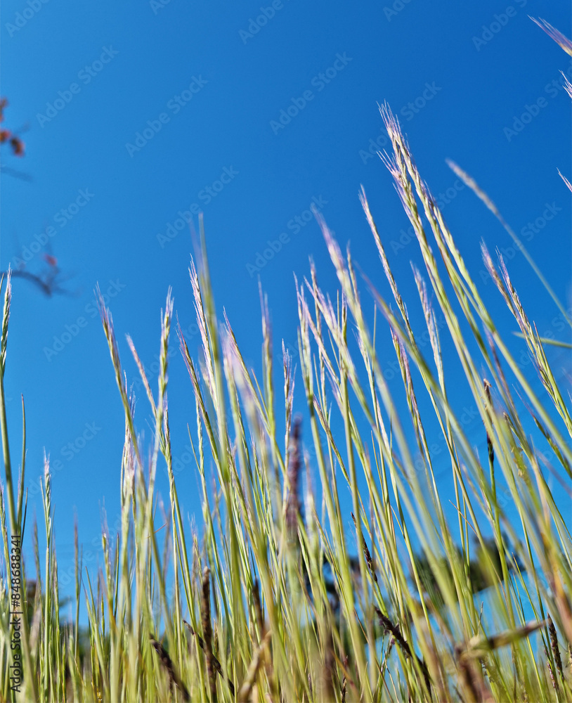 This is a low view of Indica grass. This is a low view of Indica grass.