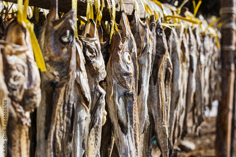 Pollack being dried in the winter wind. Gangwon-do Hwangtaedeokjang (Dried pollack, Theragra chalcogramma, Gadus chalcogrammus) Pollack being dried in the winter wind. Gangwon-do Hwangtaedeokjang (Dried pollack, Theragra chalcogramma, Gadus chalcogrammus)