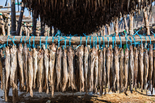 Pollack being dried in the winter wind. Gangwon-do Hwangtaedeokjang (Dried pollack, Theragra chalcogramma, Gadus chalcogrammus) photo