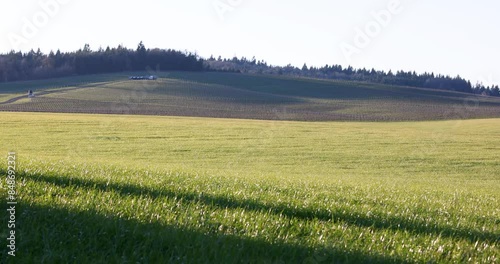 Two Different Static Shots of Steady Wind Rustling Rolling Hill Grass Fields and Vineyard Land, Willamette Valley, Oregon photo