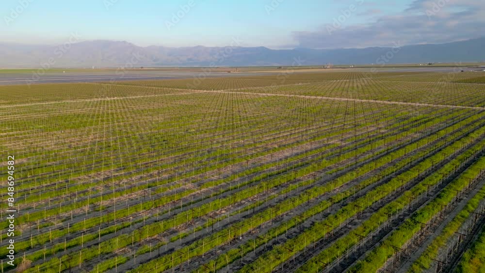 Aerial view of vineyards in Southwest California near Bakersfield. Aerial view of vineyards in Southwest California near Bakersfield.