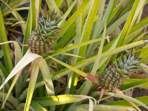 Two small green and unripe Hawaiian pineapples growing on the farm photo