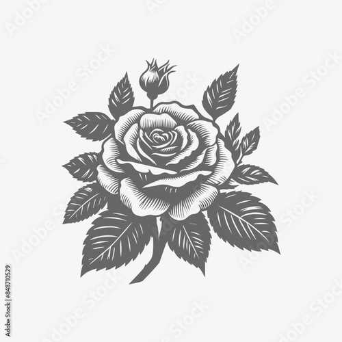 free vector black rose flower illustration