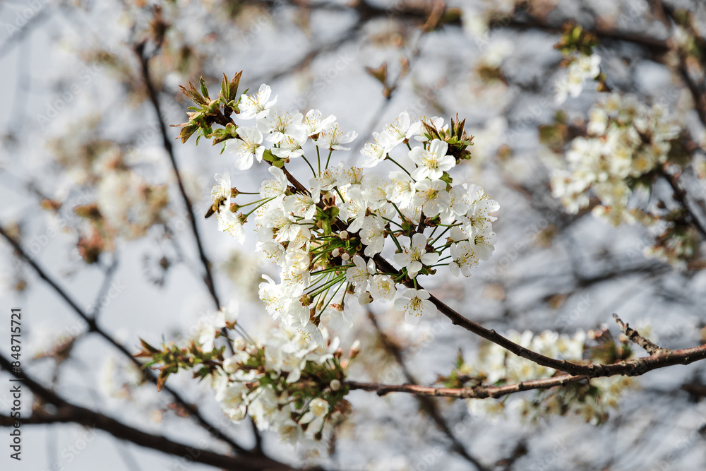 Selective focus on cherry blossoms. Blooming white cherry in spring. A blooming white cherry tree in the sunlight. Cherry branches on a sunny day against a blue sky background. Selective focus on cherry blossoms. Blooming white cherry in spring. A blooming white cherry tree in the sunlight. Cherry branches on a sunny day against a blue sky background.