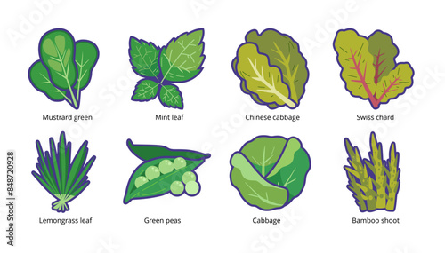Green leafy vegetable vector set. Cooking ingredients clip art. Leaf vegetables icon. Mustard green, mint leaf, chinese cabbage, swiss chard, lemongrass leaf, green peas, cabbage, bamboo shoot