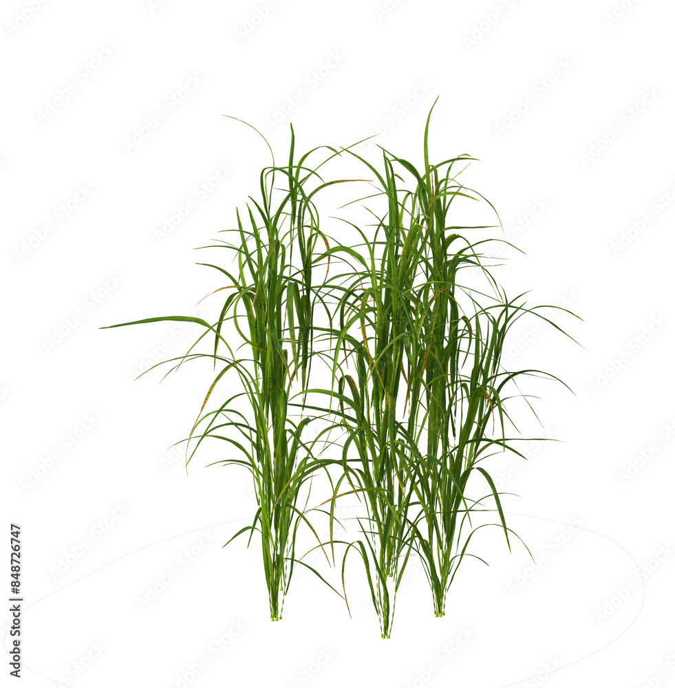 Fototapeta premium Agricultural crops, food crops, food