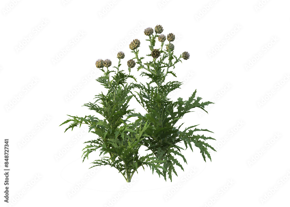 Agricultural crops, food crops, food Agricultural crops, food crops, food
