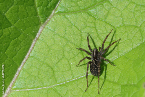 Photography Acantholycosa lignaria