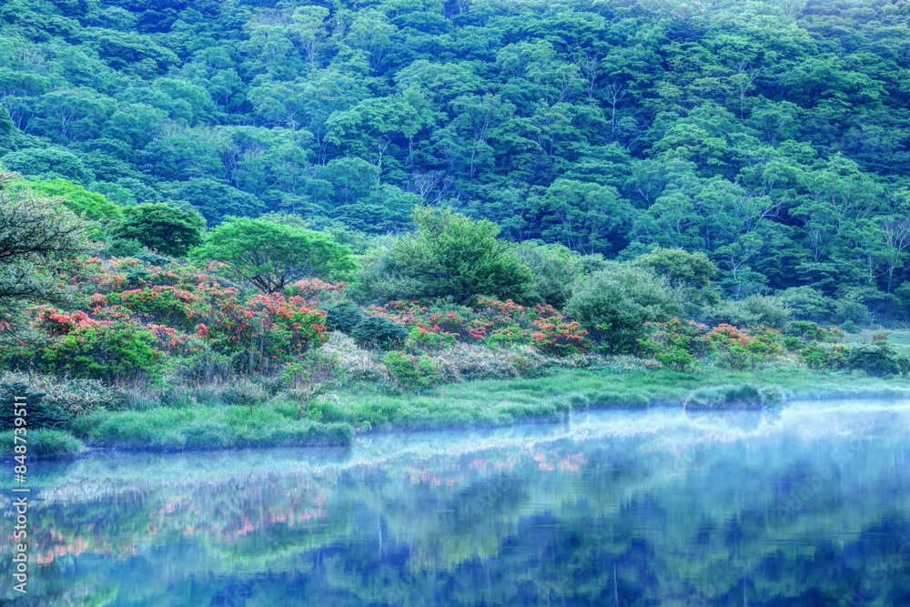 レンゲツツジ咲く新緑の覚満淵