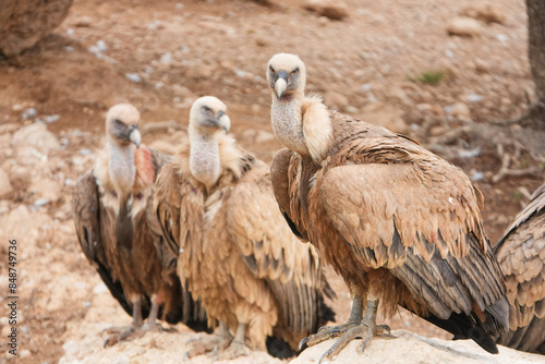 Canvas Print Three birds are standing on a rock, one of which has its head turned to the side