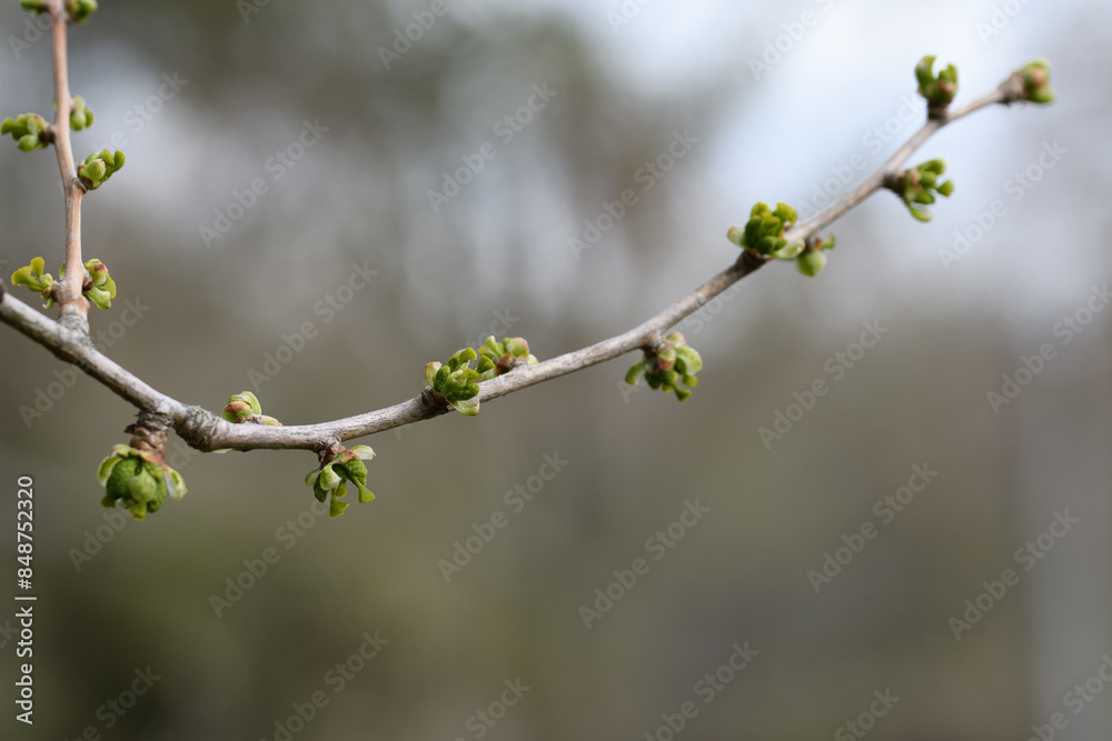 Opening buds of the gingko tree Opening buds of the gingko tree