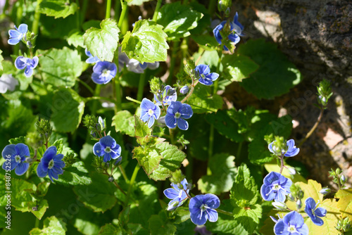 Germander speedwell blooming in the sun photo