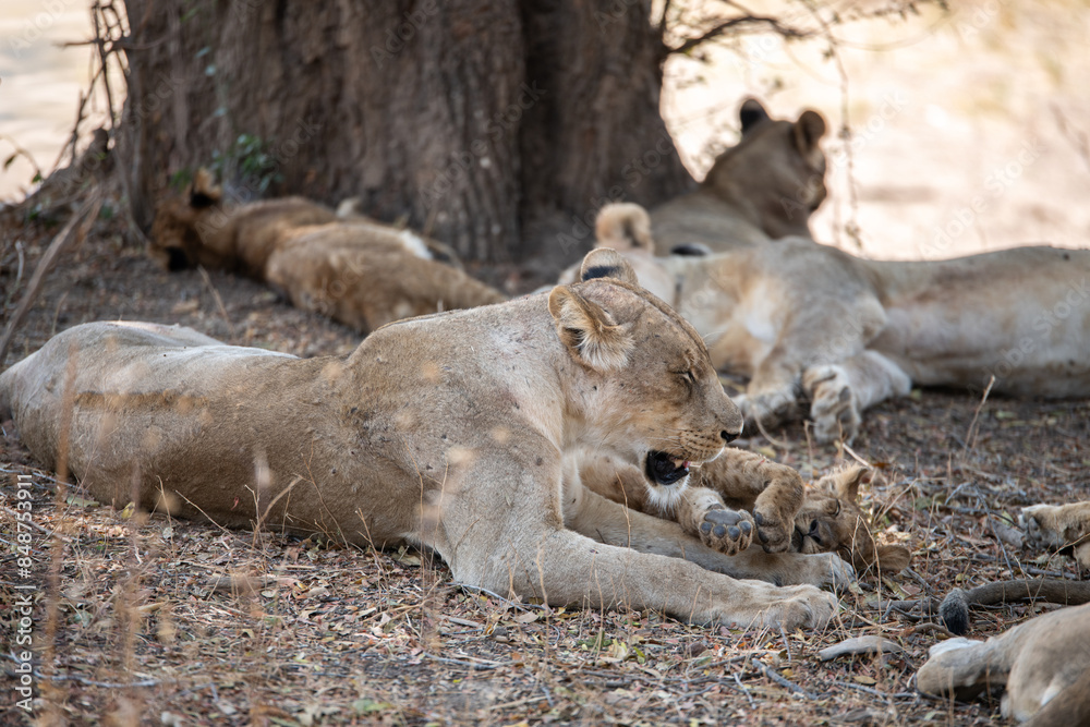 View of the lion family in South Luangwa National Park, Zambia, Africa View of the lion family in South Luangwa National Park, Zambia, Africa