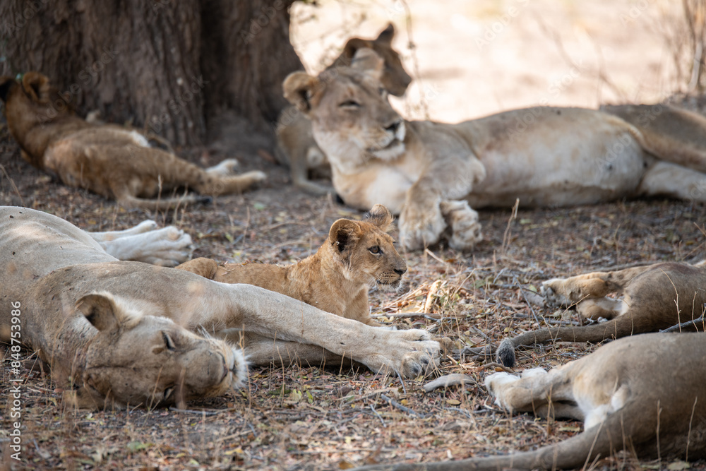 View of the lion family in South Luangwa National Park, Zambia, Africa View of the lion family in South Luangwa National Park, Zambia, Africa