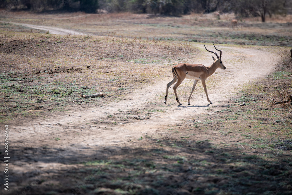 View of the Impala in South Luangwa National Park, Zambia, Africa View of the Impala in South Luangwa National Park, Zambia, Africa