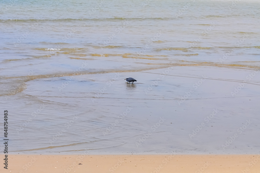 Egretta sacra or Eastern Reef Heron on the ocean shore on the island of Phuket Egretta sacra or Eastern Reef Heron on the ocean shore on the island of Phuket