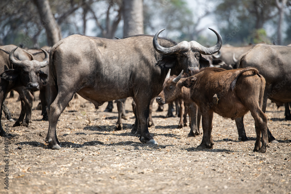 View of the buffalo in South Luangwa National Park, Zambia, Africa View of the buffalo in South Luangwa National Park, Zambia, Africa