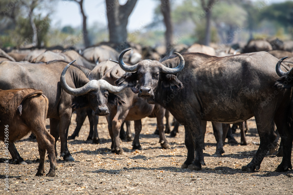 View of the buffalo in South Luangwa National Park, Zambia, Africa View of the buffalo in South Luangwa National Park, Zambia, Africa